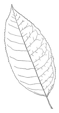 Kalça ve sağ tarafına, vintage çizim için bükme veya illüstrasyon oyma el tutulur bir adam