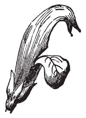 Hangi bölümlerde uçaklar kemiği, vintage çizgi çizme kesilir bir resim gösteren veya illüstrasyon oyma.