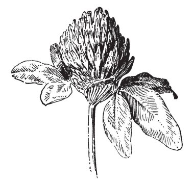 Çiçek Kırmızı yonca bitki, solgun Bankası, vintage çizgi çizme veya oyma illüstrasyon koyu pembe çiçekler.