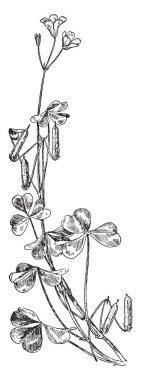This picture represents Corn Cockle flower which is known as Agrostemma Githago or Caryophyllaceae grows on bordering regions of Europe and Asia, vintage line drawing or engraving illustration. clipart
