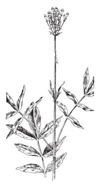 Bir örnek bileşik ailesinin (Compositae) daha küçük Bur Marigold. Bu da Bidens cernua, vintage çizgi çizme veya oyma illüstrasyon adlandırılır.