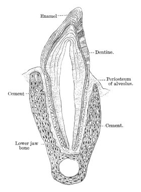 Bu resimde bir kedi, vintage çizgi çizme veya oyma illüstrasyon azıdişinde temsil eder..