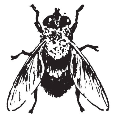 Beyaz arka planda sinek vektör illüstrasyon