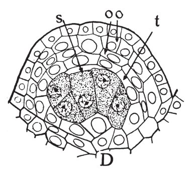Bir resim Atamasco Amaryllis bitki gösterir. Zephyranthes Atamasco da bilinir. Birkaç dar, doğrusal Bazal yaprakları vardır ve güzel kokulu beyaz çiçekler huni şekilli, vintage çizgi çizme veya oyma illüstrasyon.
