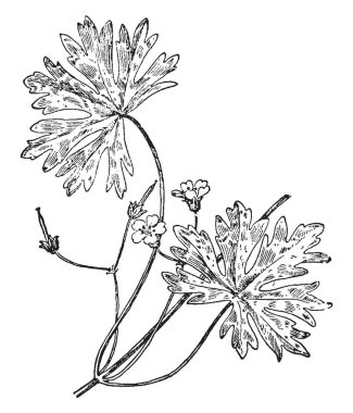 Stanhopea oculata olarak da bilinen Oculata anteni kök, vintage çizim için çapraz setional görünümünü gösteren veya illüstrasyon oyma bir resim.