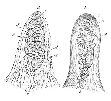 Dokunmatik yuvarları parmak ve ayak parmakları, vintage çizgi çizme veya oyma illüstrasyon cilt papilla bulunur.