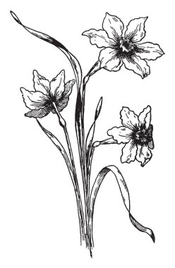 Bir resim Featherbells, o da Stenanthium Gramineum bilinen gösteriyor. Sınıflandırılır ailesine ait. Bu çarpıcı süs türler, vintage çizgi çizme veya oyma illüstrasyon.