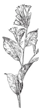 Virginia çiçeği Virginia bluebells da denir. Mavi çiçekler bir çan, vintage çizgi çizme veya oyma illüstrasyon şeklinde vardır.