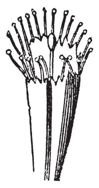Onun hakkında olur bir yaz yıllık bitkidir 2-4' uzun boylu, o küçük dal, yaprak axils, vintage çizgi çizme veya oyma illüstrasyon geliştirme dışında kısa yan kaynaklanıyor.