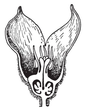 Düzensiz Zencefil çiçek vintage illüstrasyon. 