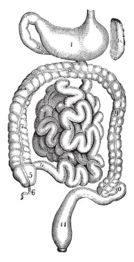 Bu resimde mide ve bağırsak, vintage çizgi çizme veya oyma illüstrasyon temsil eder.