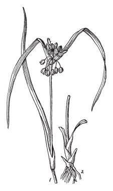 Resim Spiderwort önümüzdeki bitki gösterir. Commelinaceae ailesine ait ve yaprakları çok hassas ve kısa ömürlü. Bölüm 1 kaynaklanıyor, SAP, çanak, çiçekler ve Bölüm 2 kök, vintage çizgi çizme veya oyma illüstrasyon gösterir.