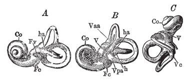 Bu resimde kulak, vintage çizgi çizme veya oyma illüstrasyon kemik labirent temsil eder..