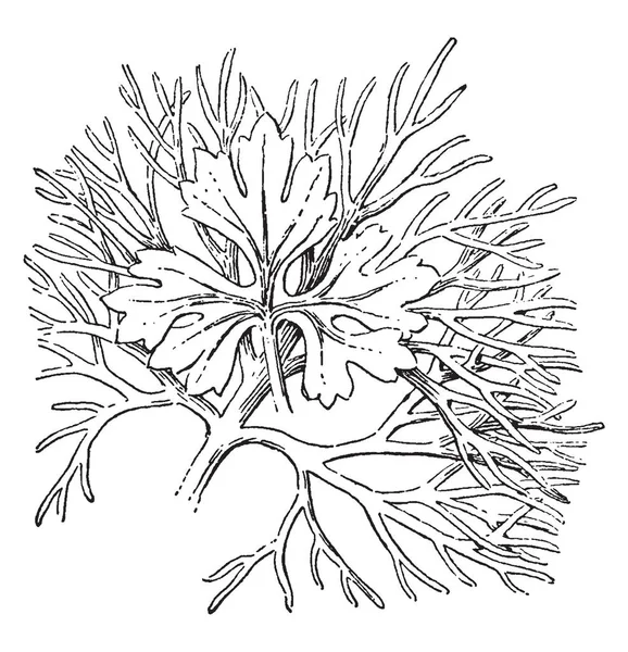 この植物はまたとして知られているオダマキ尋常性 この植物の葉深く分かれていて ラウンド形状 ビンテージの線描画や彫刻イラスト — ストックベクタ