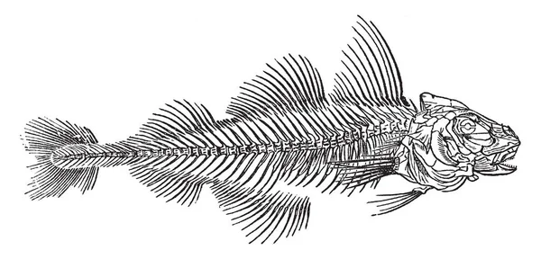 Skelett Eines Schellfischs Der Eine Modifizierte Form Des Korakoidknochens Ist — Stockvektor