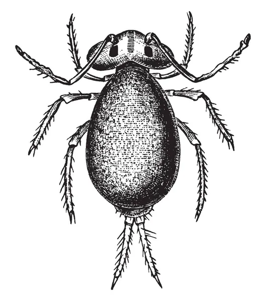 Springtail Čeleď Collembolous Hmyz Vintage Kreslení Čar Nebo Gravírování Obrázku — Stockový vektor