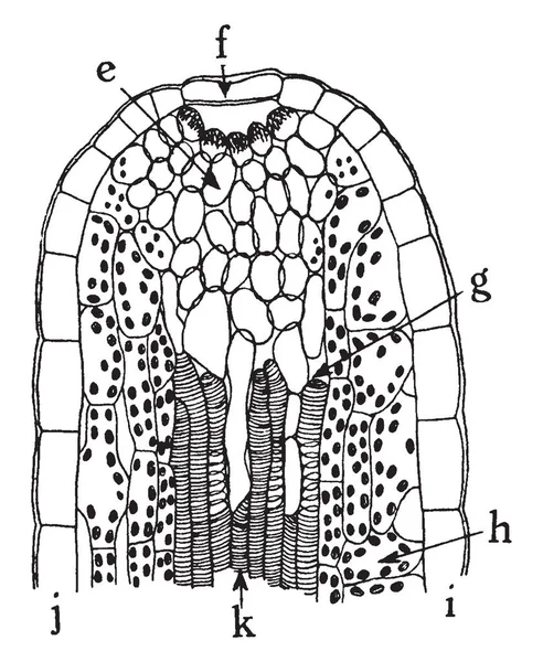 Рисунок Показывающий Радиальное Продольное Сечение Через Гидатод Края Листа Primula — стоковый вектор