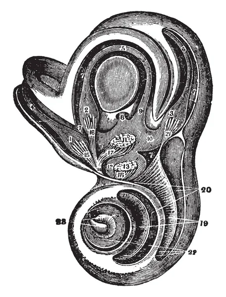 Labirinto e Vestibolo dell'Orecchio, illustrazione vintage . — Vettoriale Stock