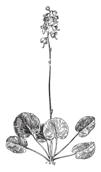 Pyrola Asarifolia vintage illustratie. — Stockvector