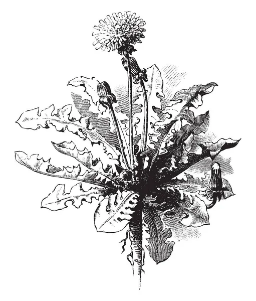 一幅画显示蒲公英 俗称蒲公英 这是茎少植物 叶子有齿缘在边缘 复古线绘画或雕刻例证 — 图库矢量图片