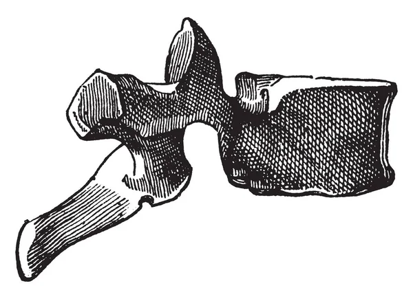 Иллюстрация Представляет Боковой Вид Спинного Позвонка Рисунок Винтажной Линии Гравировка — стоковый вектор