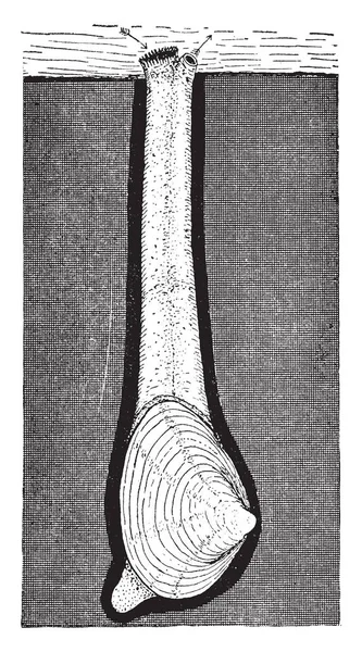 穴居蛤是几种贝类软体动物的常见名称 复古线画或雕刻插图 — 图库矢量图片