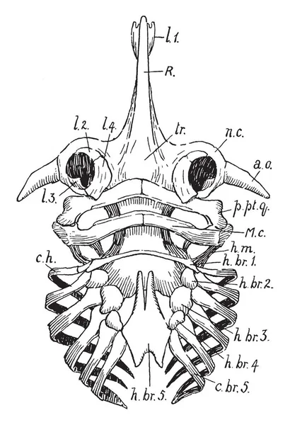 溜冰头骨, 老式插图 — 图库矢量图片
