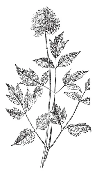 红杨梅是一种有毒的草本植物 原产于北美 复古线条绘制或雕刻插图 — 图库矢量图片