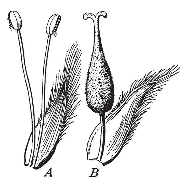 Uma Imagem Mostrando Flores Pistillate Staminate Salgueiro Desenho Linha Vintage — Vetor de Stock