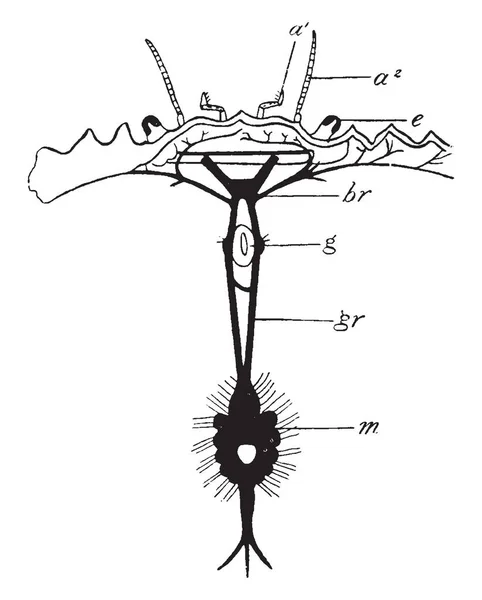 Shore Crab Nerveux System Qui Est Brin Court Représentant Les — Image vectorielle