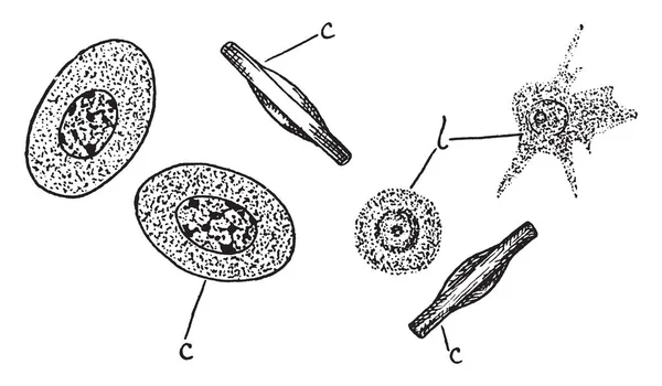 Blood Corpuscles Also Called Haematopoietic Cell Vintage Line Drawing Engraving — Stock Vector