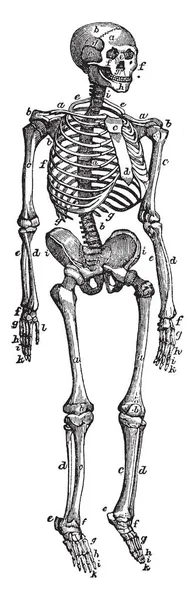 Esta Ilustração Representa Vista Frontal Esqueleto Desenho Linha Vintage Gravura — Vetor de Stock