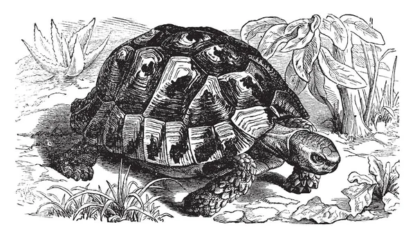 Grecian Tortoise Uma Das Cinco Espécies Tartaruga Mediterrânica Desenho Linha —  Vetores de Stock