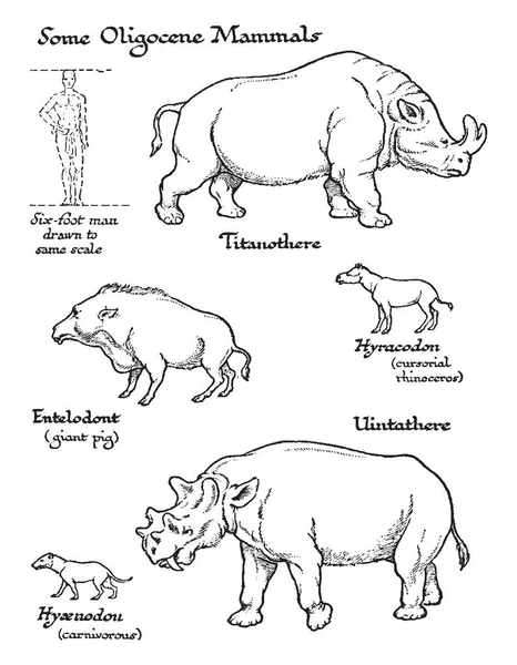 이미지는 Oligocene 포유류 빈티지 그림에서 포유류를 나타냅니다 — 스톡 벡터