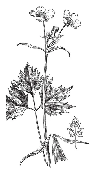 Une Image Montre Des Plants Asclépiade Mauvaises Herbes Gauche Est — Image vectorielle