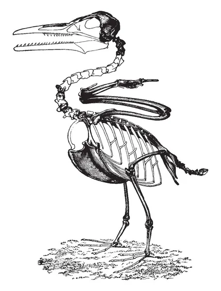 Ichthyornis, ilustración vintage . — Vector de stock