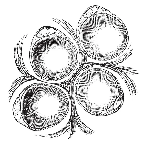 大鼠网膜中一事实道的普通脂肪细胞 复古线画或雕刻插图 — 图库矢量图片