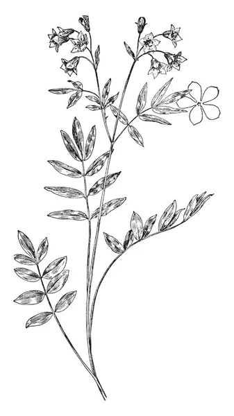 Valériane Grecque Est Nom Commun Pour Plusieurs Plantes Mesure Centimètres — Image vectorielle