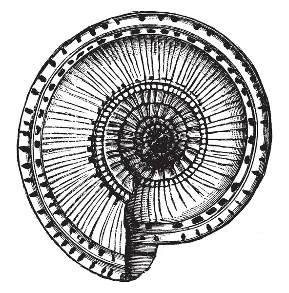 Solarium Shell, vintage illustration. — Stock vektor