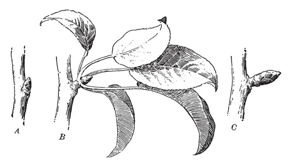 图片显示了叶子从芽中生长的阶段 梨树上有两种不同的芽 生长芽和果芽 复古线图画或雕刻例证 — 图库矢量图片
