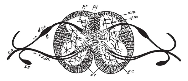 Диаграмматическая Часть Спинного Мозга Рисунок Винтажных Линий Гравировка — стоковый вектор