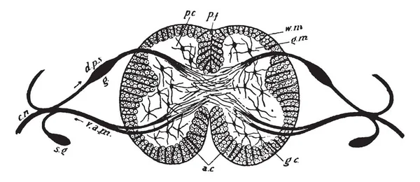 Seção Diagramática Medula Espinhal Desenho Linha Vintage Gravura Ilustração — Vetor de Stock