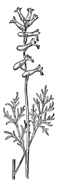 아스펜 나무의 그림입니다 그것은 가장자리는 날카로운 빈티지 드로잉 — 스톡 벡터