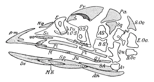 Esta Ilustración Representa Desarticulación Del Cráneo Pájaro Dibujo Línea Vintage — Archivo Imágenes Vectoriales