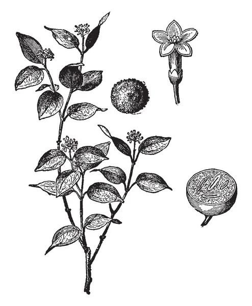 잎이있는 식물의 — 스톡 벡터
