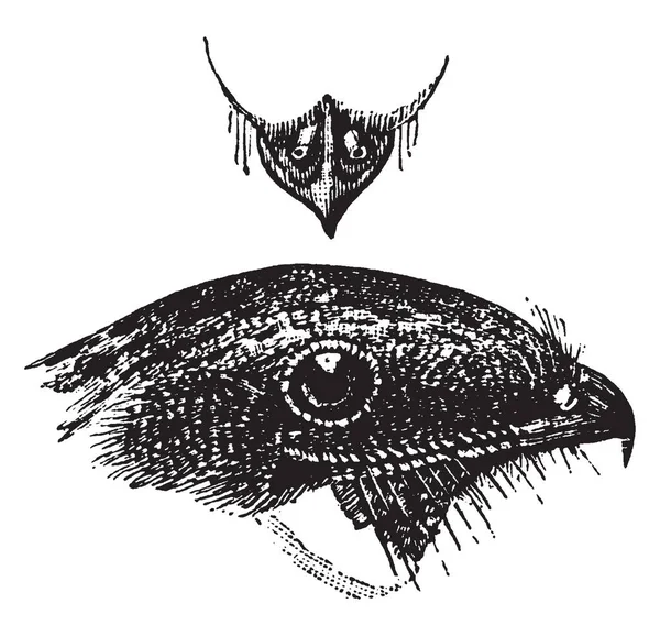 该图像代表夜鹰剖面和管状鼻孔 复古线绘制或雕刻插图 — 图库矢量图片