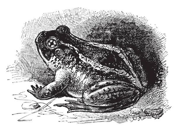 Spadefoot Toad Sapo Redondeado Con Dibujo Línea Grande Vintage Ilustración — Vector de stock