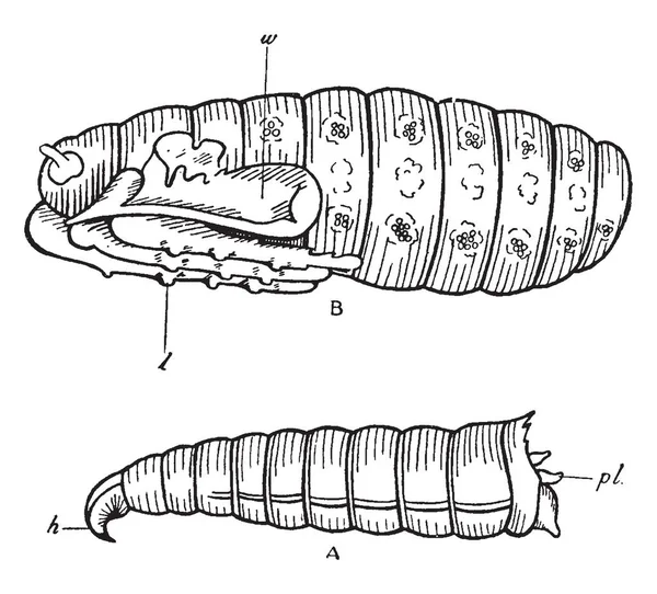 Illustrazione Vettoriale Parti Bug — Vettoriale Stock