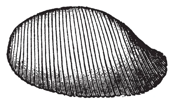 Gastropod의 외관은 빈티지 그림의 껍질의 — 스톡 벡터