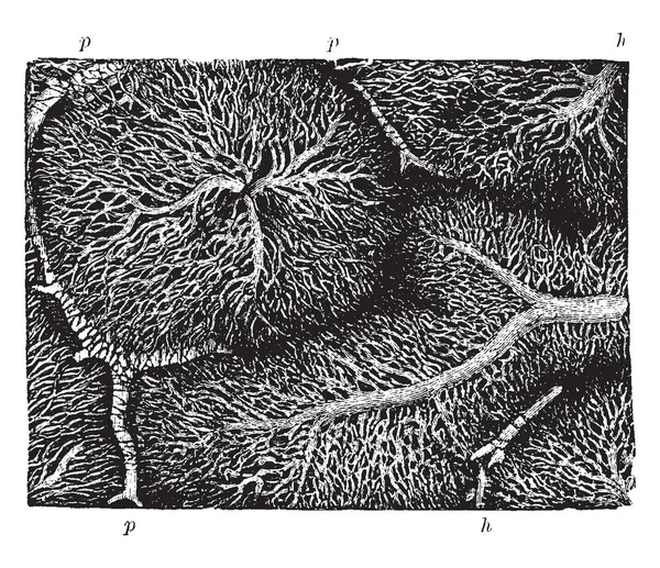 Questa Illustrazione Rappresenta Rete Capillare Nei Lobuli Fegato Coniglio Disegno — Vettoriale Stock